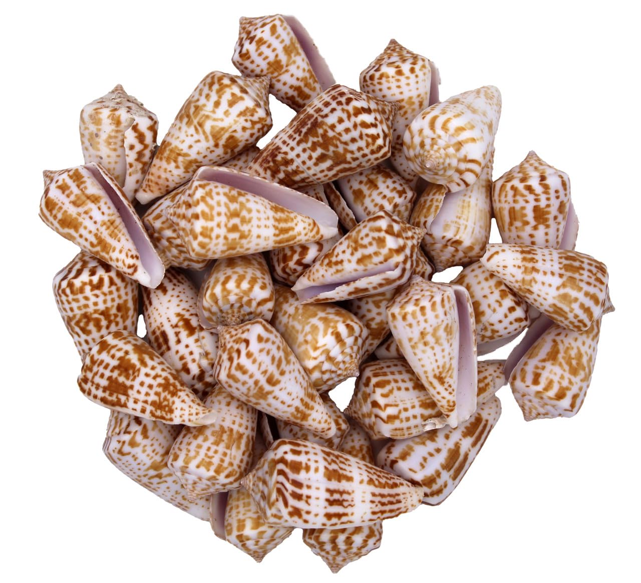 Brown Dots Cone Line Seashells Shale Unplanted Substrate