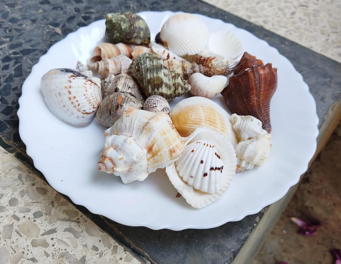 Decorative mix artificial Sea shell for craft, jewellary making, Aquarium, Resin Art, Mix Assorted seashell collection (All sizes) (200, Grams)