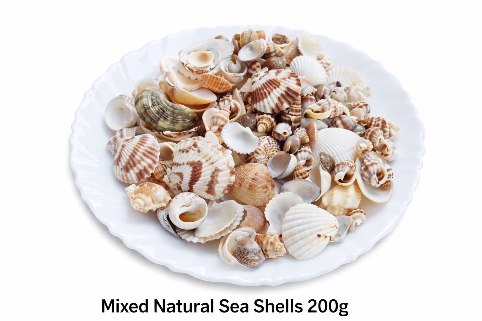 Decorative mix artificial Sea shell for craft, jewellary making, Aquarium, Resin Art, Mix Assorted seashell collection (All sizes) (200, Grams)
