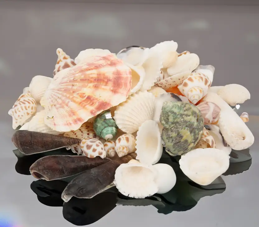 Decorative Mix Artificial Sea Shell charms for craft, jewellery making