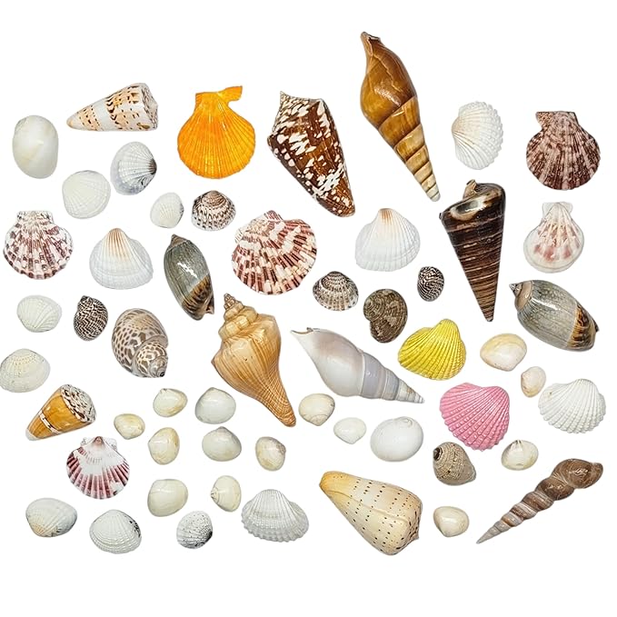 Brown Dots Conch Seashells Shale Unplanted Substrate