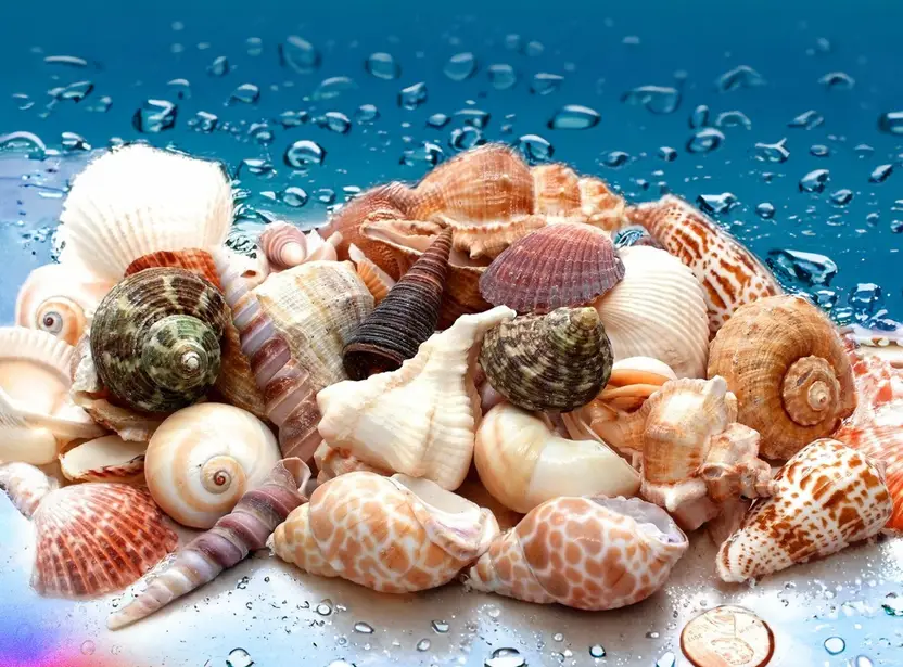 Sea Shells