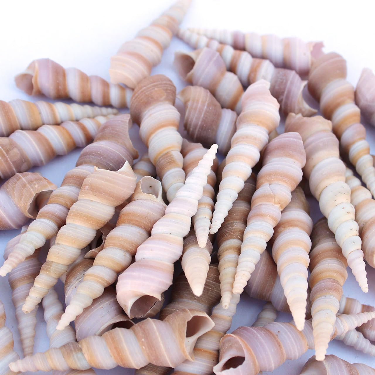 Natural Striped Spindle Shells (200 Grm) - Decorative Sea Shells for Crafts, Home Decor, and Aquariums