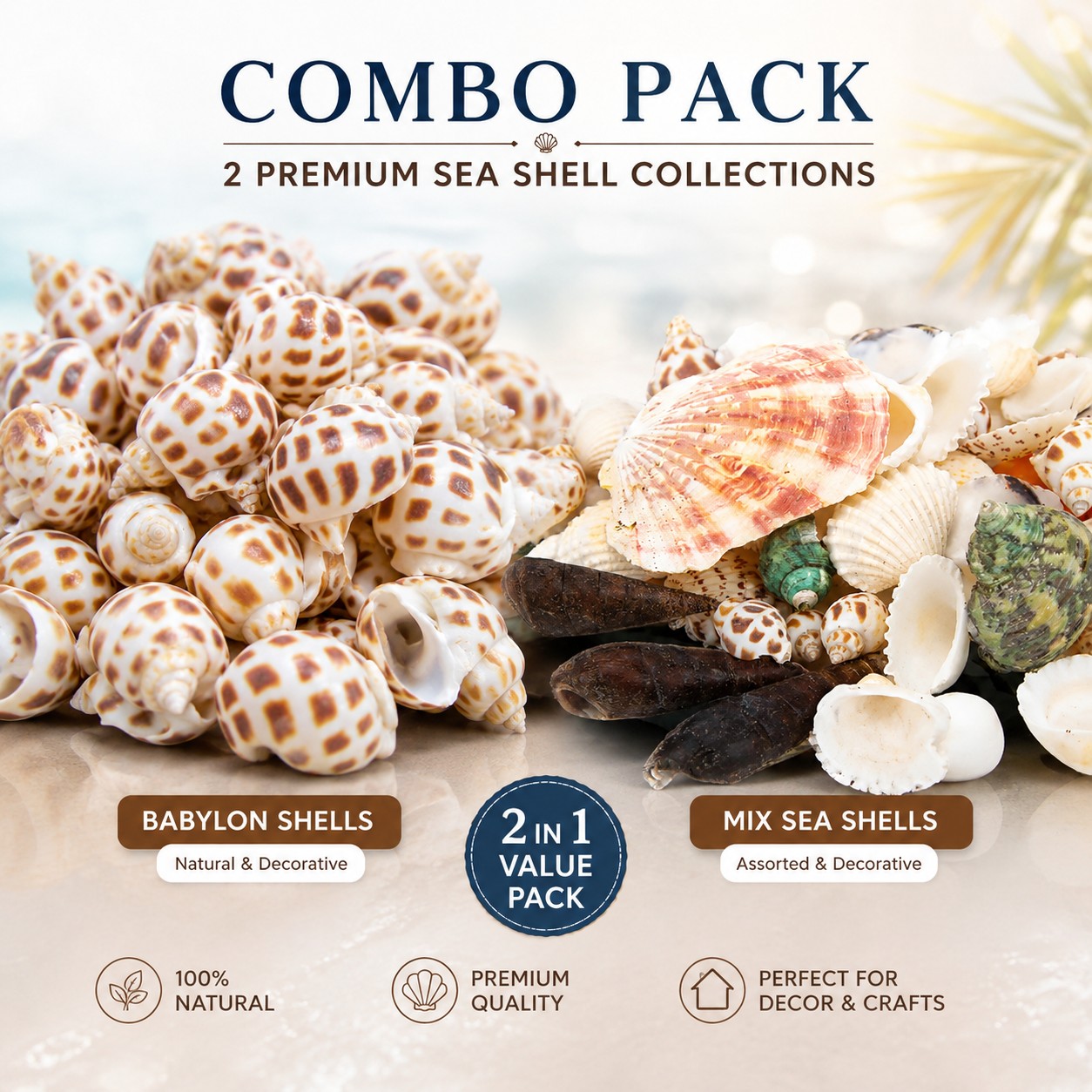 Ultimate Sea Shell Craft Collection