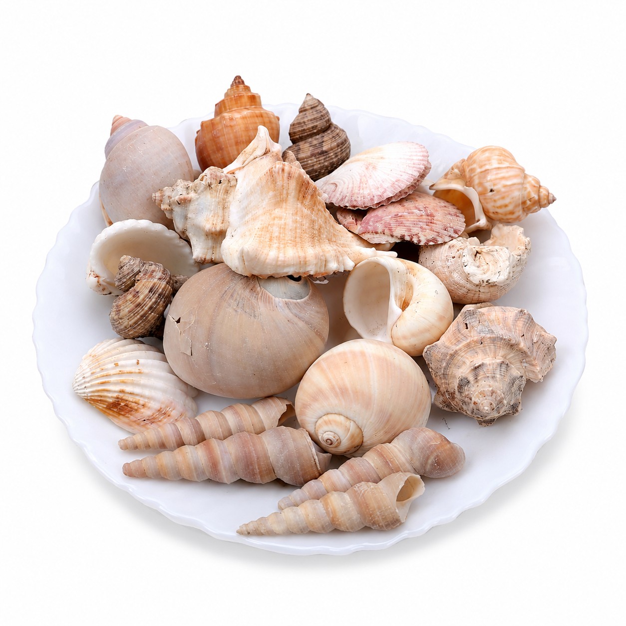Mixed Sea Shells (300g) Pack for Crafts, Home Decor Aquariums