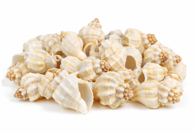 Jalkriti rough spiral Sea Shells 200g for Home Decor, Aquarium, Vase Fillers, Resin Art & DIY Crafts