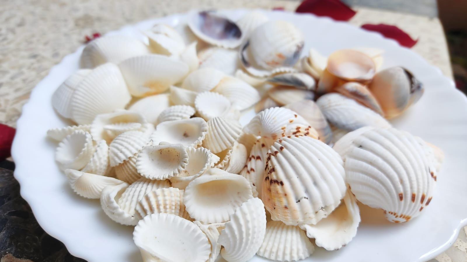 Assorted White Craft Shells - Decorative Shells for Aquarium, Vase Filler & DIY Craft